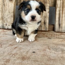 Pembroke Welsh Corgi and Toy Australian Shepherd Puppies from Double Bar H Corgis & Aussies