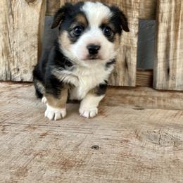 Pembroke Welsh Corgi and Toy Australian Shepherd Puppies from Double Bar H Corgis & Aussies