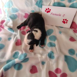 Female 2 - Black and white female Boston Terrier puppy in Headland, Alabama from Crystal Carlisle's Boston Terriers