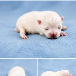 Pomeranian puppies from Twice The Love Pomeranians
