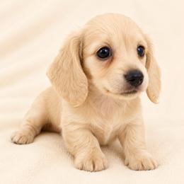 Finley - Cream male Dachshund puppy in Sebring, Florida from Mini Weenies