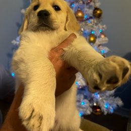 Golden Retriever Puppies from Panhandle PawsNClaws