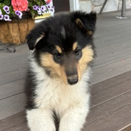 Bri - Black white and tan female Collie puppy in Bad Axe, Michigan from Collie Campo