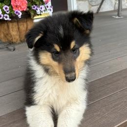 Bri - Black white and tan female Collie puppy in Bad Axe, Michigan from Collie Campo