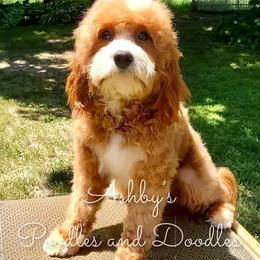 Cavapoos from Ashby's Doodles