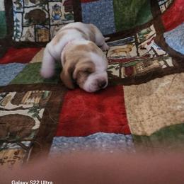 Fushia Girl - Lemon and white female Basset Hound puppy in Hood River, Oregon from The Walls Hounds With Heart