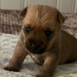 Winsome - Wheaten brindle female Cairn Terrier puppy in Wytheville, Virginia from Shining Waters Farm