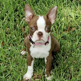 Boston Terriers from Tammy's Beautiful Boston Babies