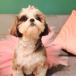 Muffmuff - Shih Tzu