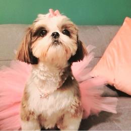 Muffmuff - Shih Tzu