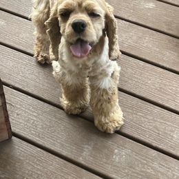 Oscar - Cocker Spaniel