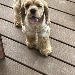 Oscar - Cocker Spaniel