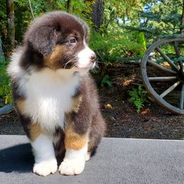 Walker - Black tri-color Australian Shepherd puppy in Olympia, Washington from Echelon Australian Shepherds