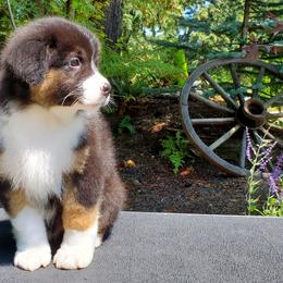 Walker - Black tri-color Australian Shepherd puppy in Olympia, Washington from Echelon Australian Shepherds