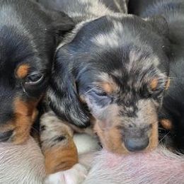 Dachshunds from Winnie’s Doxys