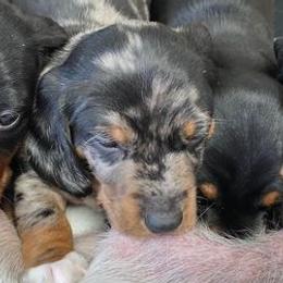 Dachshunds from Winnie’s Doxys