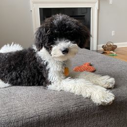 Parker - Poodle