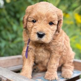 Prescott - Red  female Goldendoodle puppy in Zeeland, Michigan from Dandelion Lane Doodles