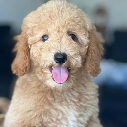 Hillary - Apricot female Goldendoodle puppy in Yuciapa, California from AlltheDoodlez_