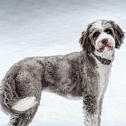 Millie - Double Doodle