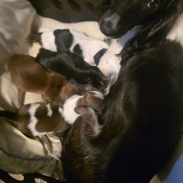 Dachshund puppies from Harlee's Dachshunds