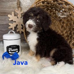 Java - Tri-color male Bernedoodle puppy in Heyworth, Illinois from Cobble Creek Puppies