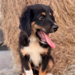 Red - Black tri male Miniature Australian Shepherd puppy in 32046, Florida from River Hill Ranch