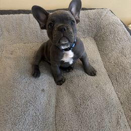 Blue - Blue male French Bulldog puppy in Rawlins, Wyoming from Wyo frenchies