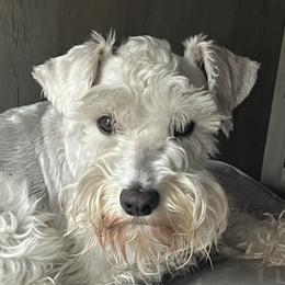 Jack - Miniature Schnauzer