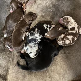 Australian Shepherd Puppies from Roosters Brand of Aussies