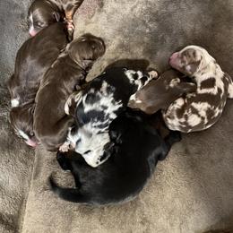 Australian Shepherd Puppies from Roosters Brand of Aussies