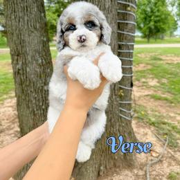 Verse - Blue merle male Bernedoodle puppy in Mount Vernon, Missouri from PoodlelyDoodlely