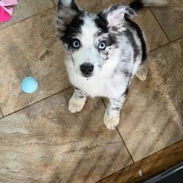Lilo - Blue merle female Miniature Australian Shepherd puppy in Bohemia, New York from Wiggle Bum Ranch