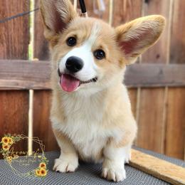 Levi DM CLEAR - Red male Pembroke Welsh Corgi puppy in Idaho from Arrowleaf Corgis