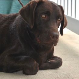 Boone - Chocolate male Labrador Retriever puppy in Dunnellon, Florida from Quail Meadow Labradors