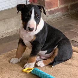 Bull Terrier Puppies from Lynn Hill Bull Terriers