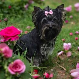 Emberly - Yorkshire Terrier