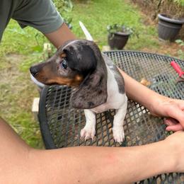 Emma - Piebald female Dachshund puppy in Florence County, South Carolina from Modern Family Standards