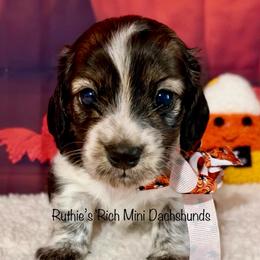 Bramble - Cream male Dachshund puppy in Lakeland, Florida from Ruthie’s Rich Mini Dachshunds