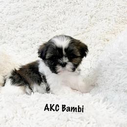 AKC Bambi - Tricolor female Shih Tzu puppy in Greenville, South Carolina from Babyface Shih Tzu