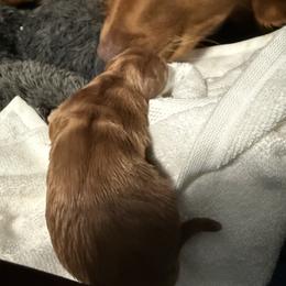 Girl 1 - female Golden Retriever puppy in Yelm, Washington from Bit O'Heaven Farm