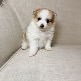 Rudy - Orange parti male Pomeranian puppy in Phoenix, Arizona from Luxpomz