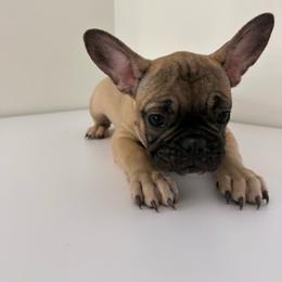 Light Blue - Brindle and white male French Bulldog puppy in Anaheim, California from Brightest Days Ahead