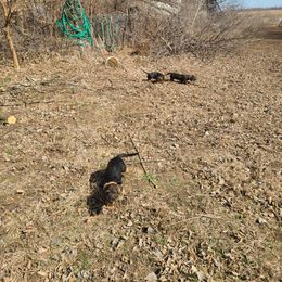 Dachshund Puppies from Doxikota
