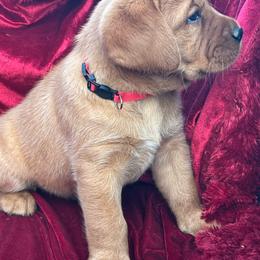 Red Collar - Yellow male Labrador Retriever puppy in Beaverdam, Virginia from Gold Heart Labradors