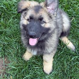 Prince (Dark Blue) - Gray sable male Shiloh Shepherd puppy in Vancouver, Washington from North By Northwest Shilohs “NBNW”