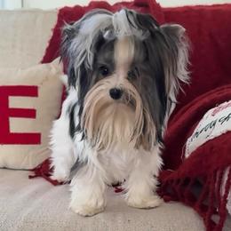 Lassy - Biewer Terrier