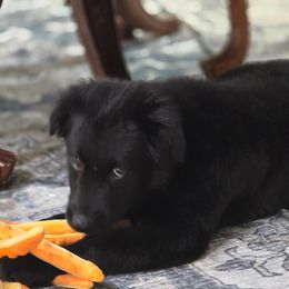 Christmas puppy with training -Jam - Black tri-color male Australian Shepherd puppy in Wrightsville, Georgia from Wild Magnolia Farms Aussies