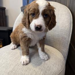 Rudolph - Yellow and white male Bernedoodle puppy in New Market, Virginia from Frosty & Ginger Co Home of Doodles