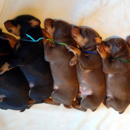 Doberman Pinscher Puppies from Laurel Vail